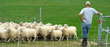 alabama sheep farm products
