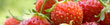 u-pick strawberries in georgia