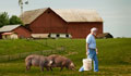 pigs hogs swine farm
