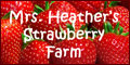 Pick your own Louisiana strawberries