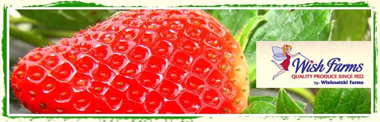 strawberries were sold fresh or processed by the company from 1,200 acres of strawberries